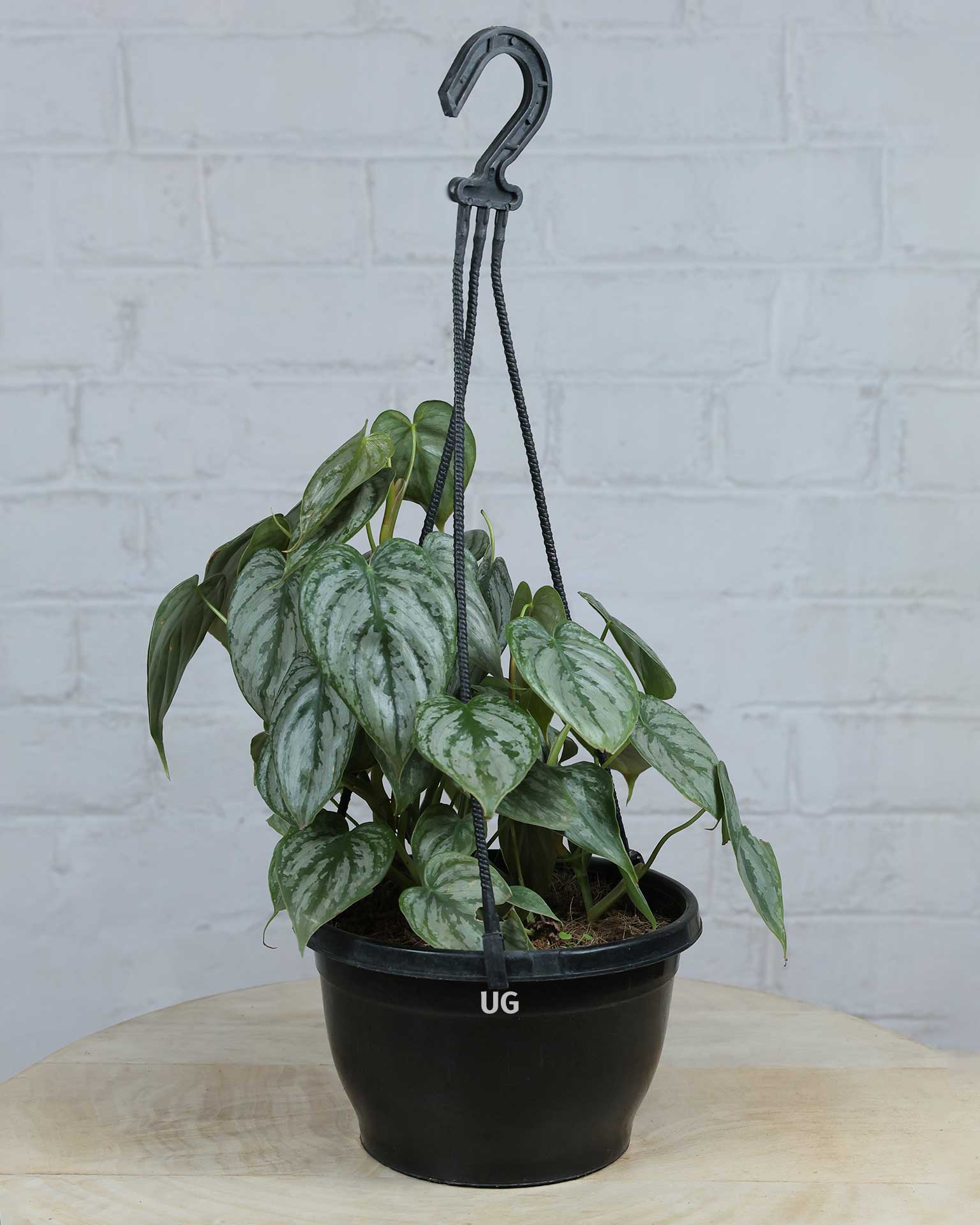 Philodendron brandtianum in Hanging Basket