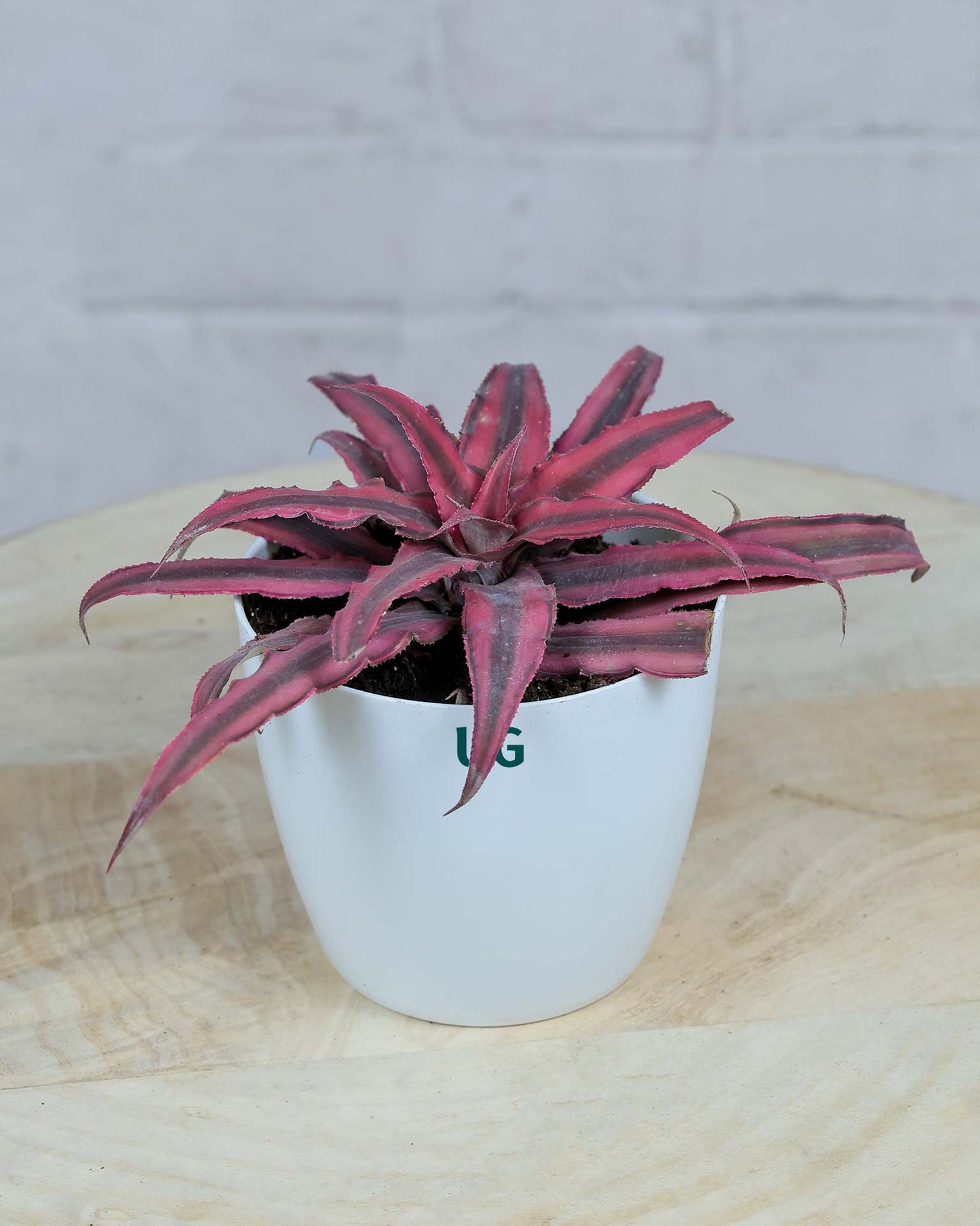 Cryptanthus Pink (Earthstar Plant)