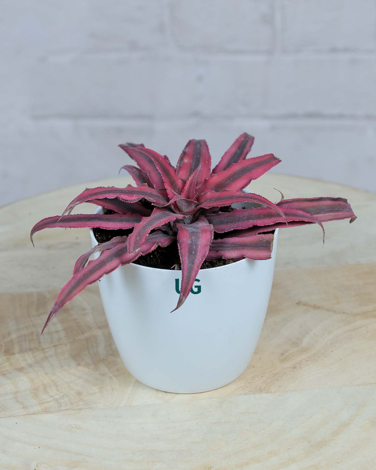 Cryptanthus Pink (Earthstar Plant)