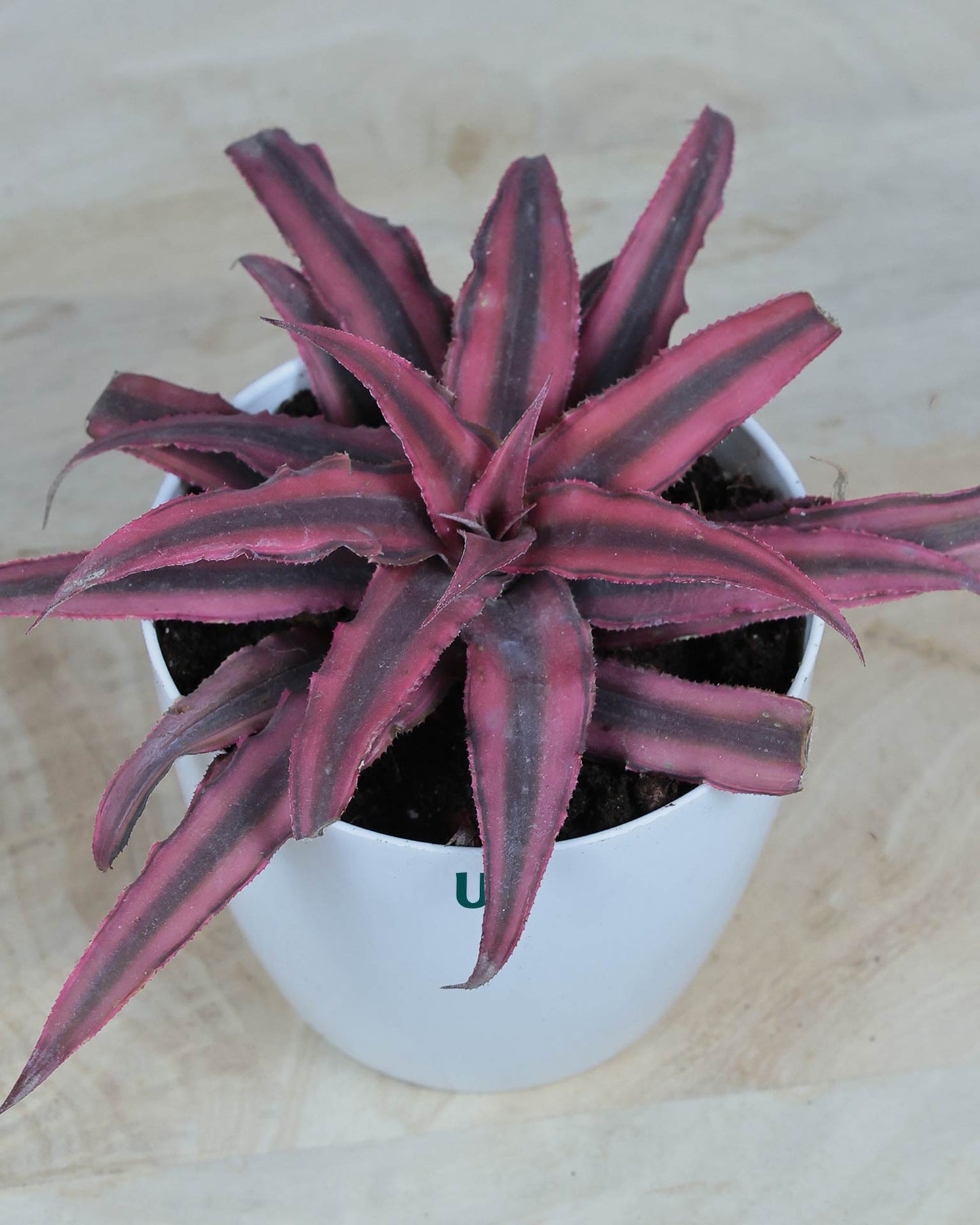 Cryptanthus Pink (Earthstar Plant)