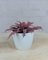 Cryptanthus Pink (Earthstar Plant)