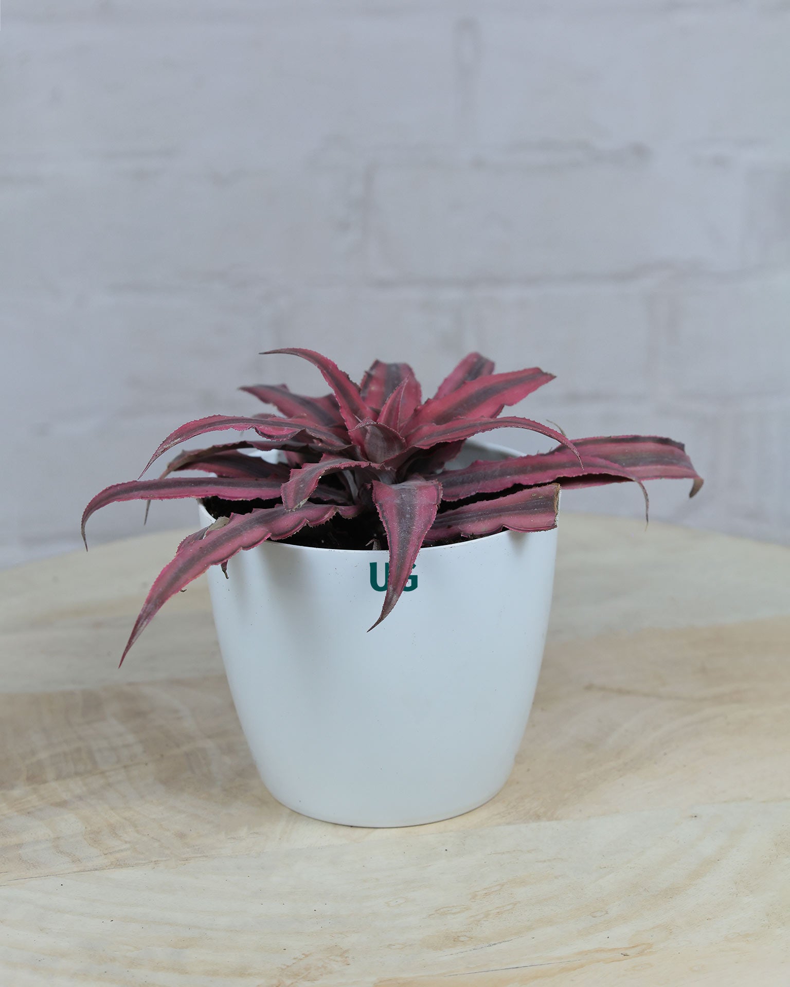 Cryptanthus Pink (Earthstar Plant)