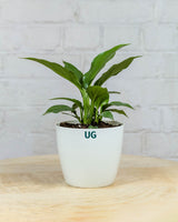 Peace Lily Plant (Spathiphyllum)