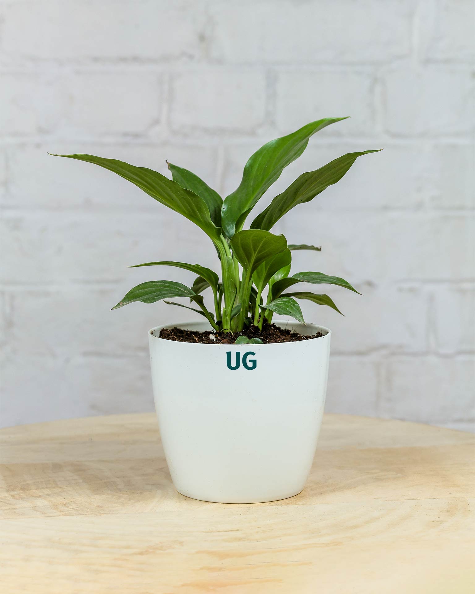 Peace Lily Plant (Spathiphyllum)