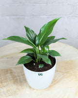 Peace Lily Plant (Spathiphyllum)