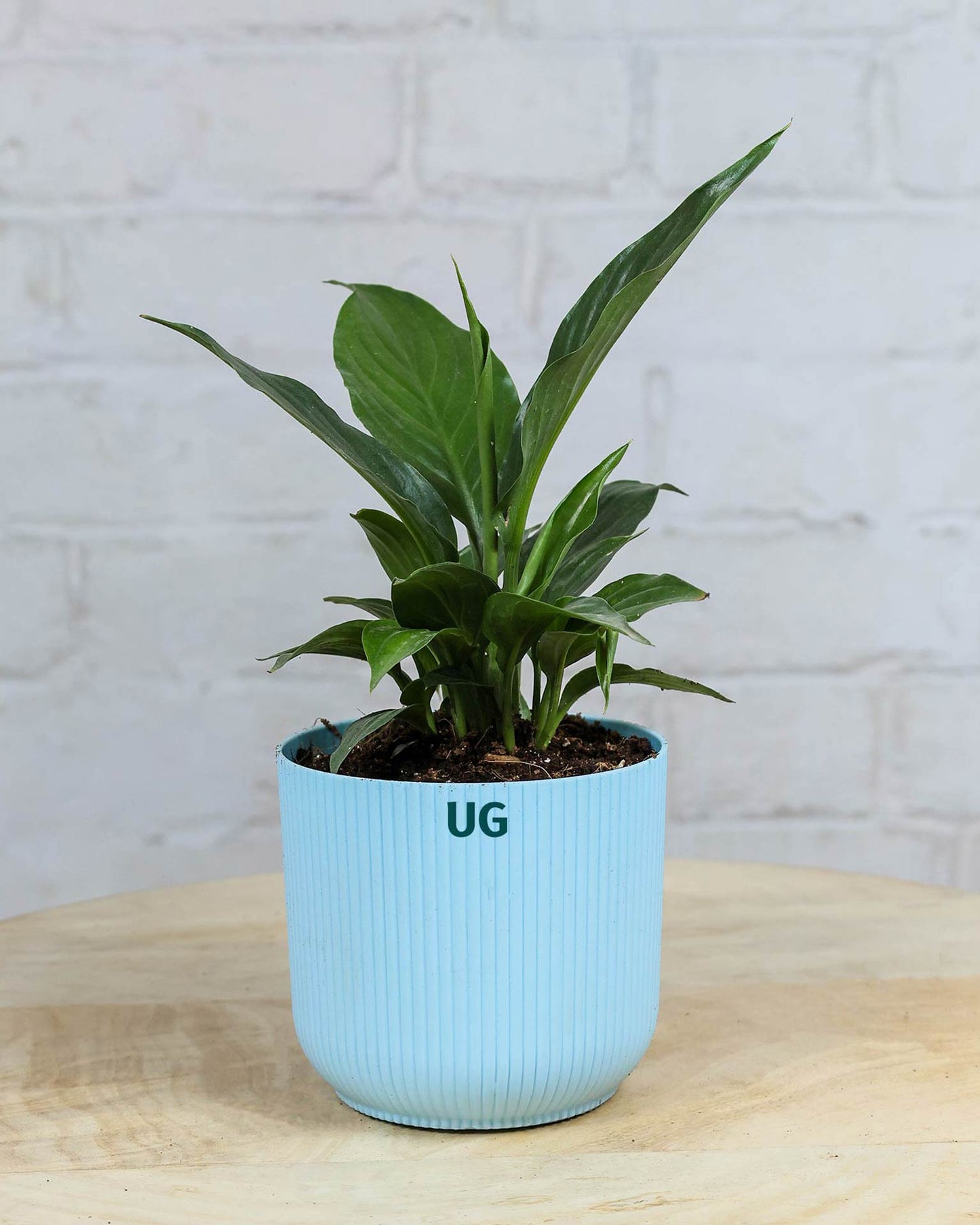 Peace Lily Plant (Spathiphyllum)