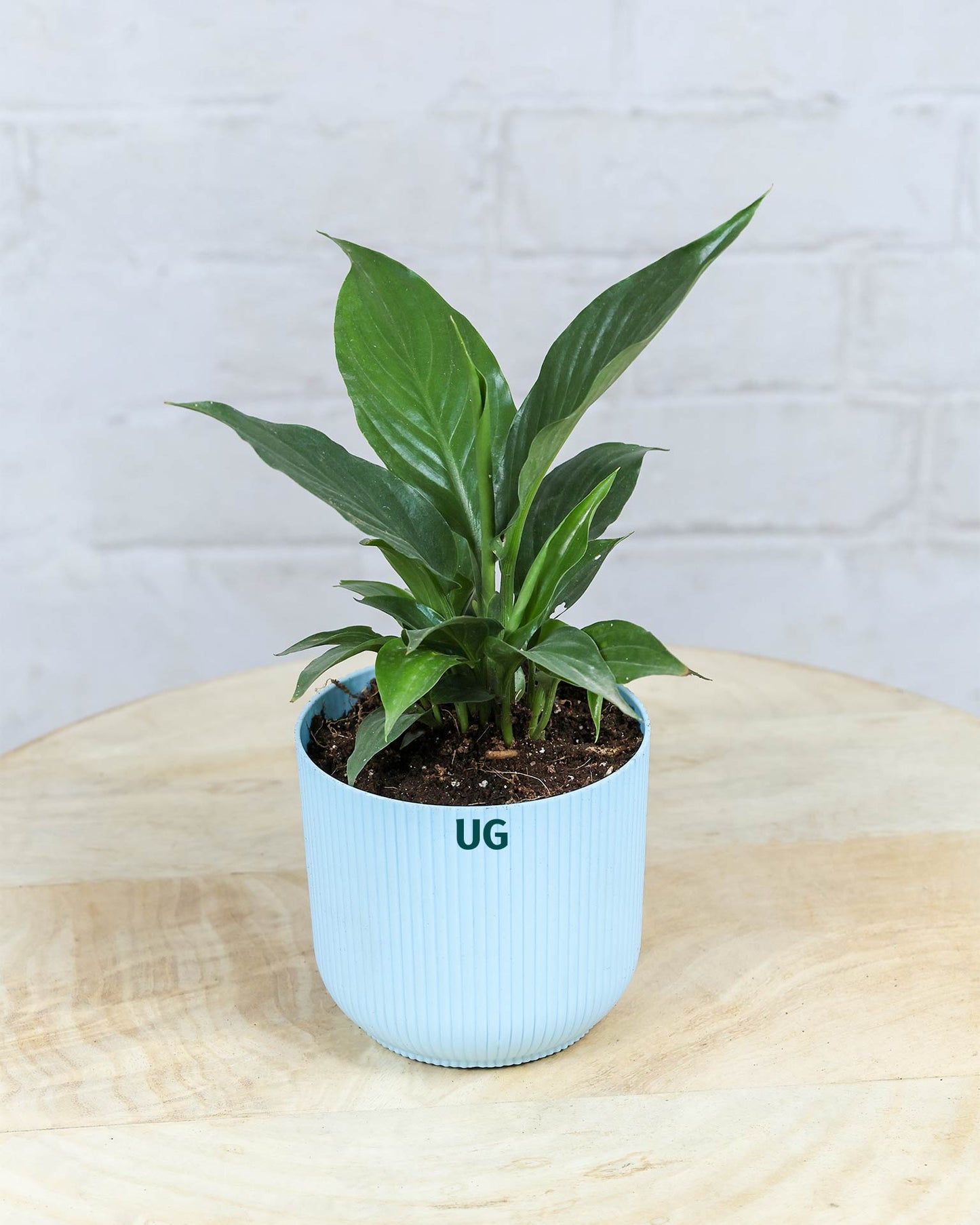 Peace Lily Plant (Spathiphyllum)