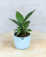 Peace Lily Plant (Spathiphyllum)