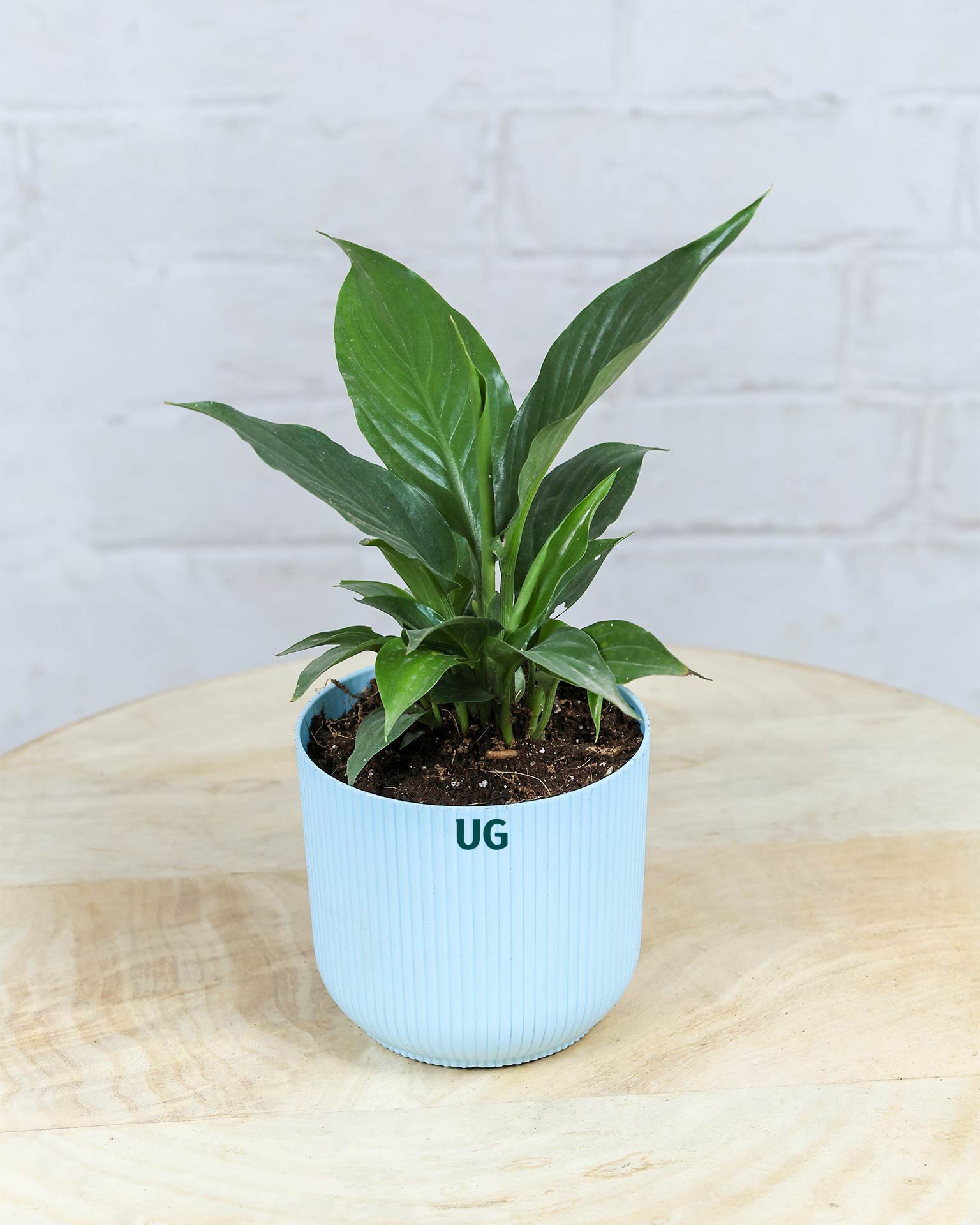 Peace Lily Plant (Spathiphyllum)