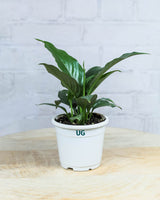 Peace Lily Plant (Spathiphyllum)