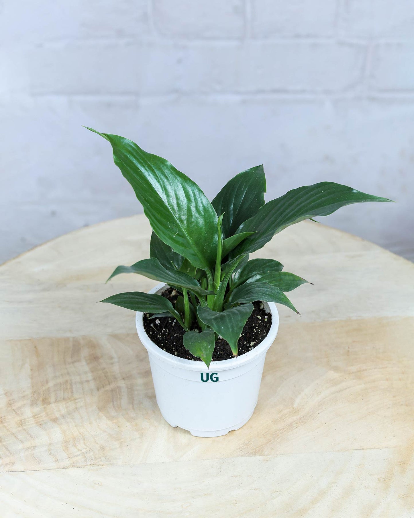 Peace Lily Plant (Spathiphyllum)