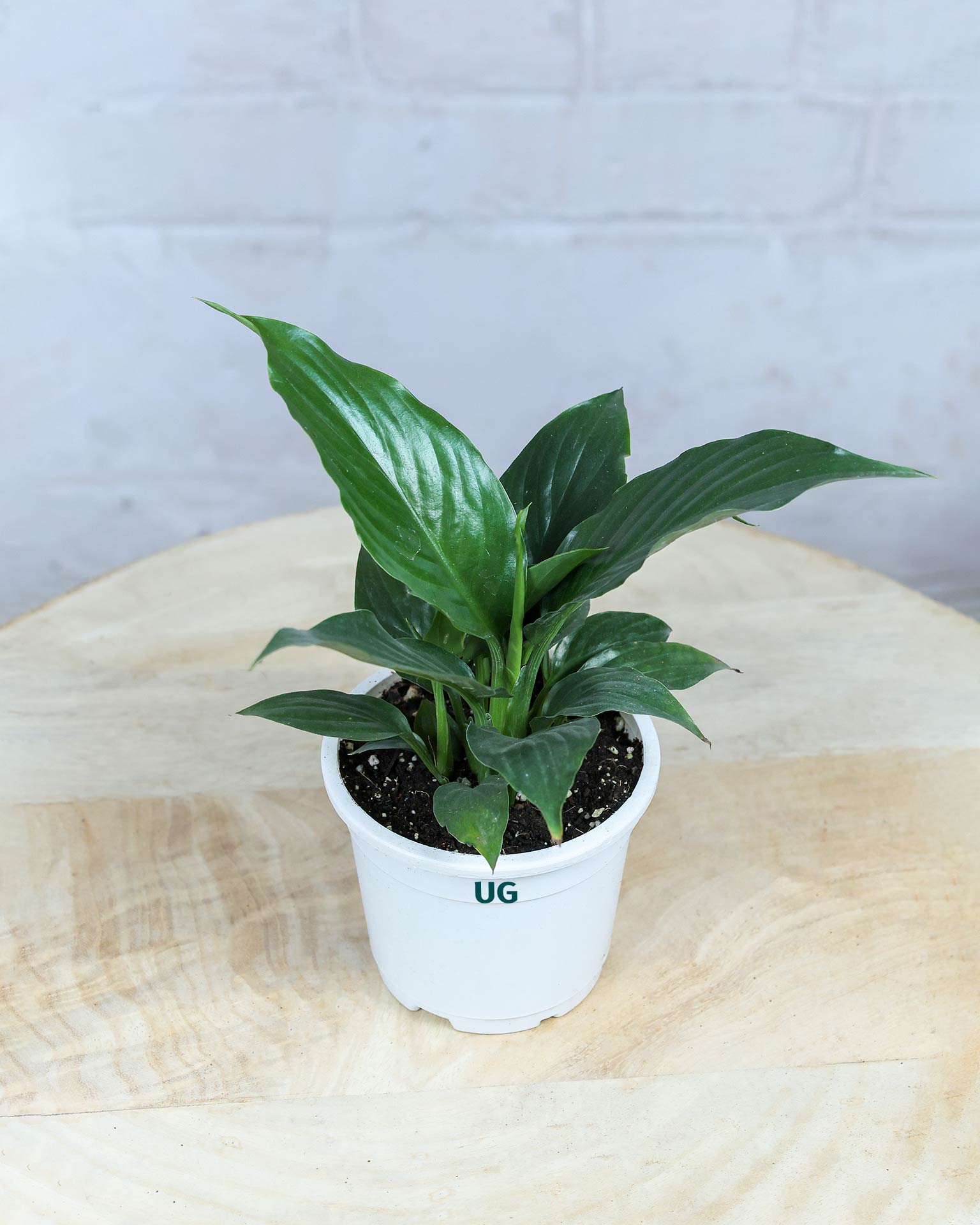 Peace Lily Plant (Spathiphyllum)
