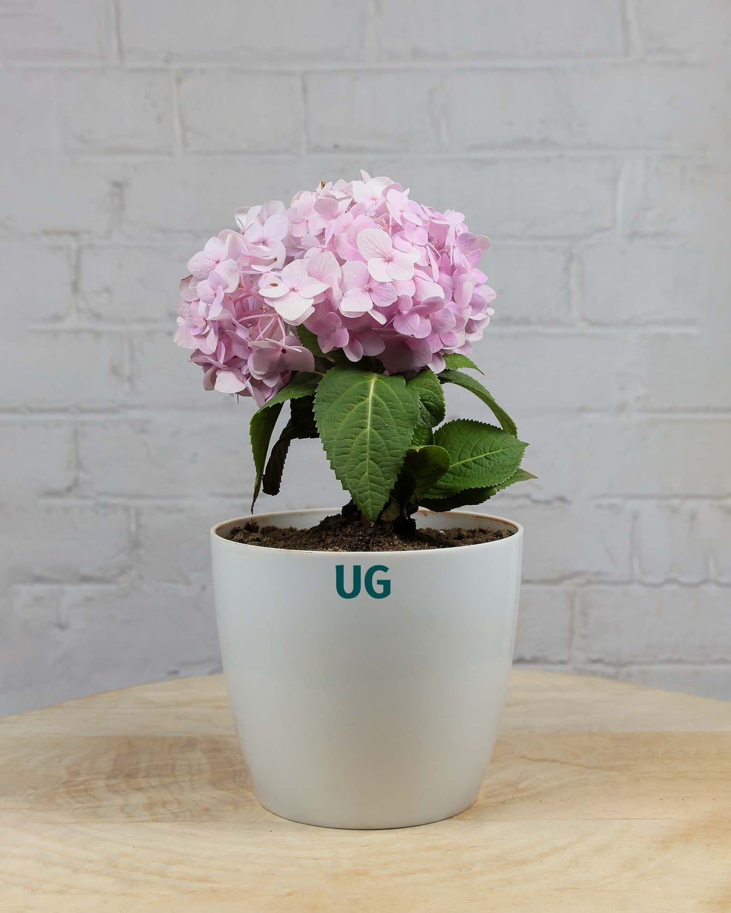 Hydrangea Plant