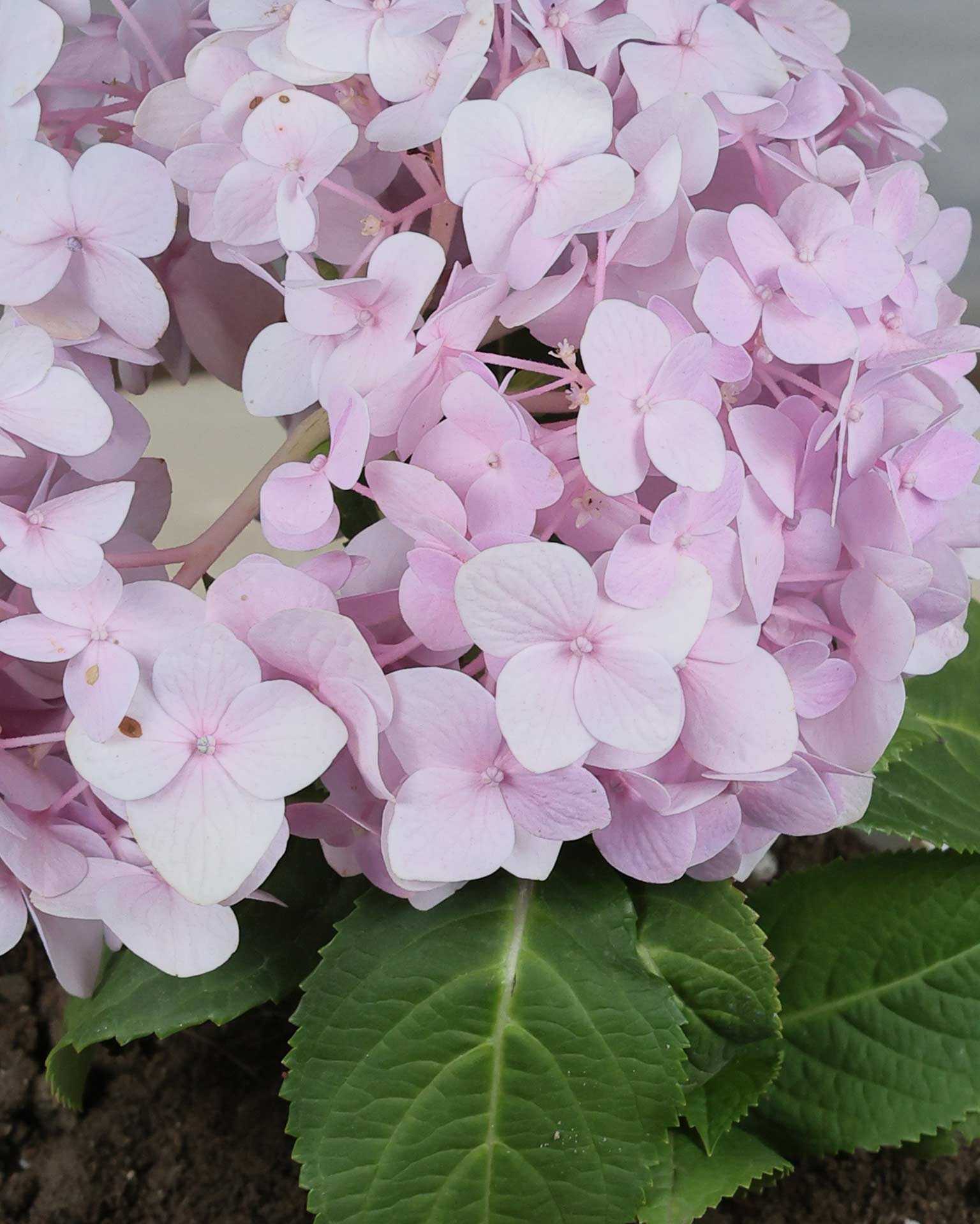 Hydrangea Plant