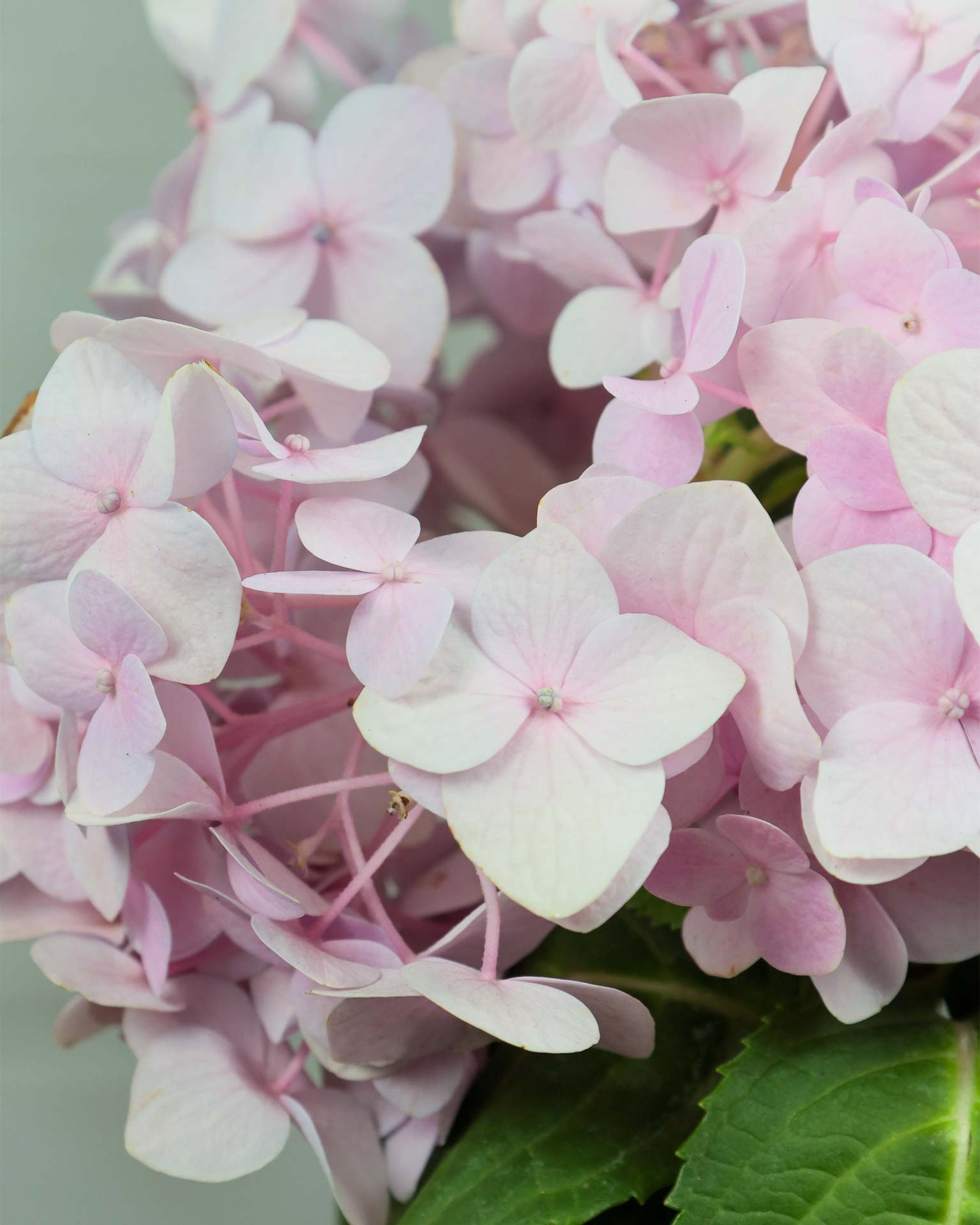 Hydrangea Plant
