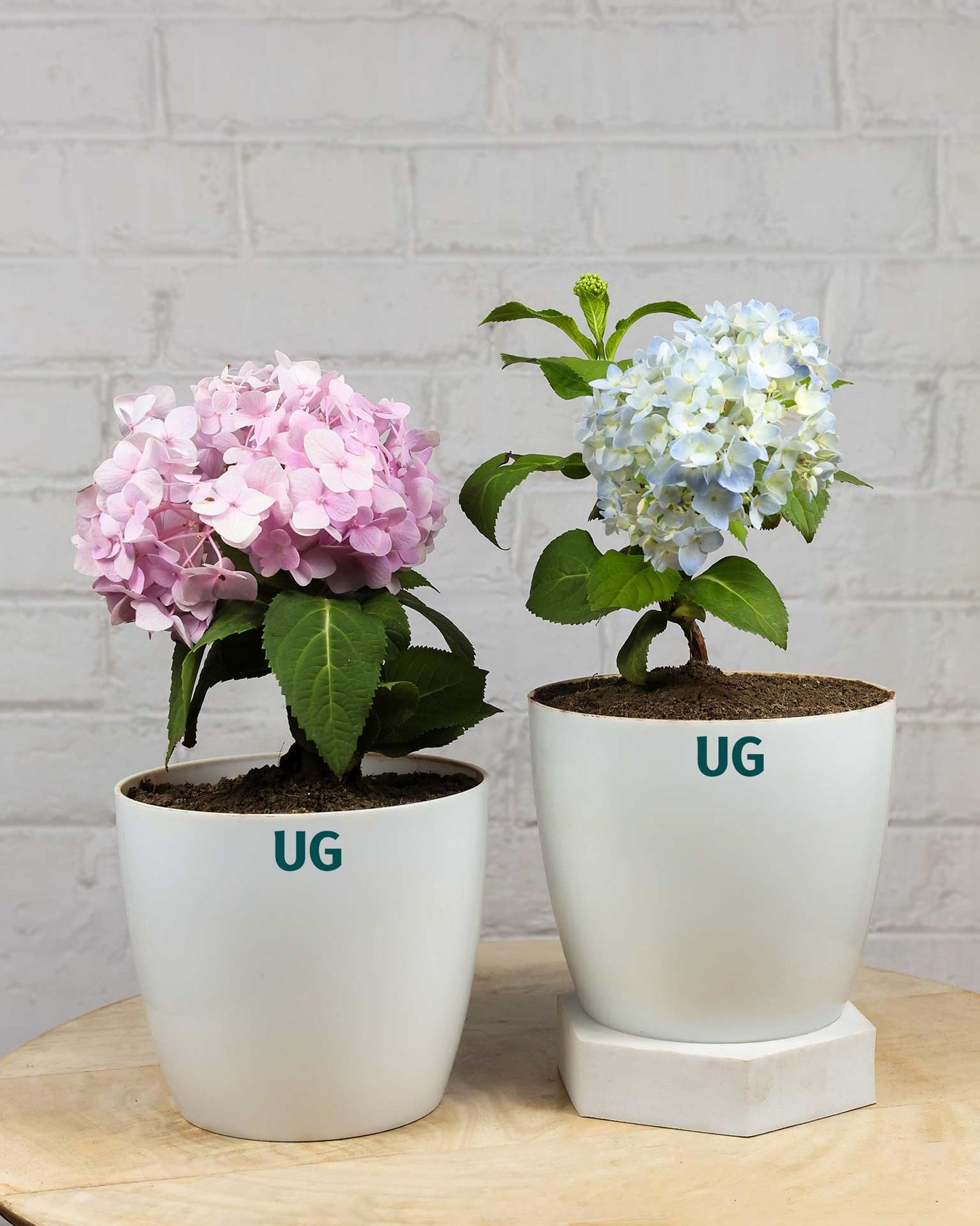 Hydrangea Plant