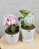 Hydrangea Plant