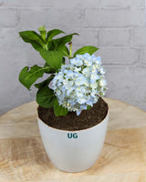Hydrangea Plant