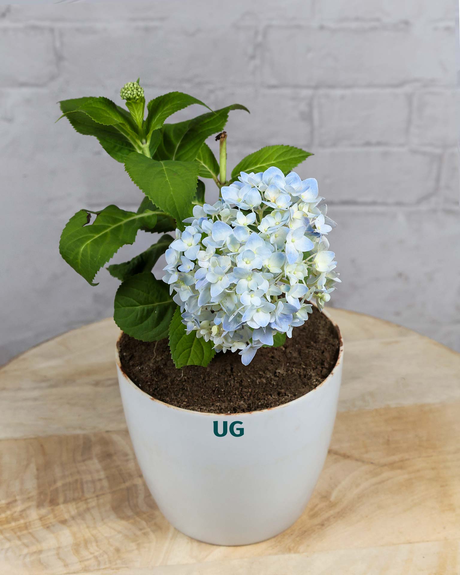 Hydrangea Plant