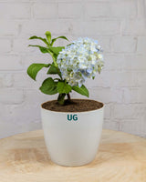 Hydrangea Plant