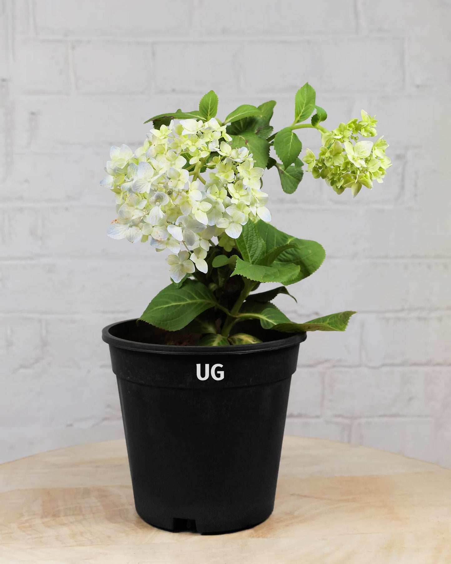 Hydrangea Plant