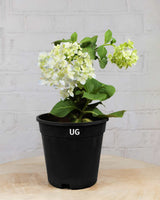 Hydrangea Plant