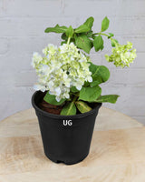 Hydrangea Plant