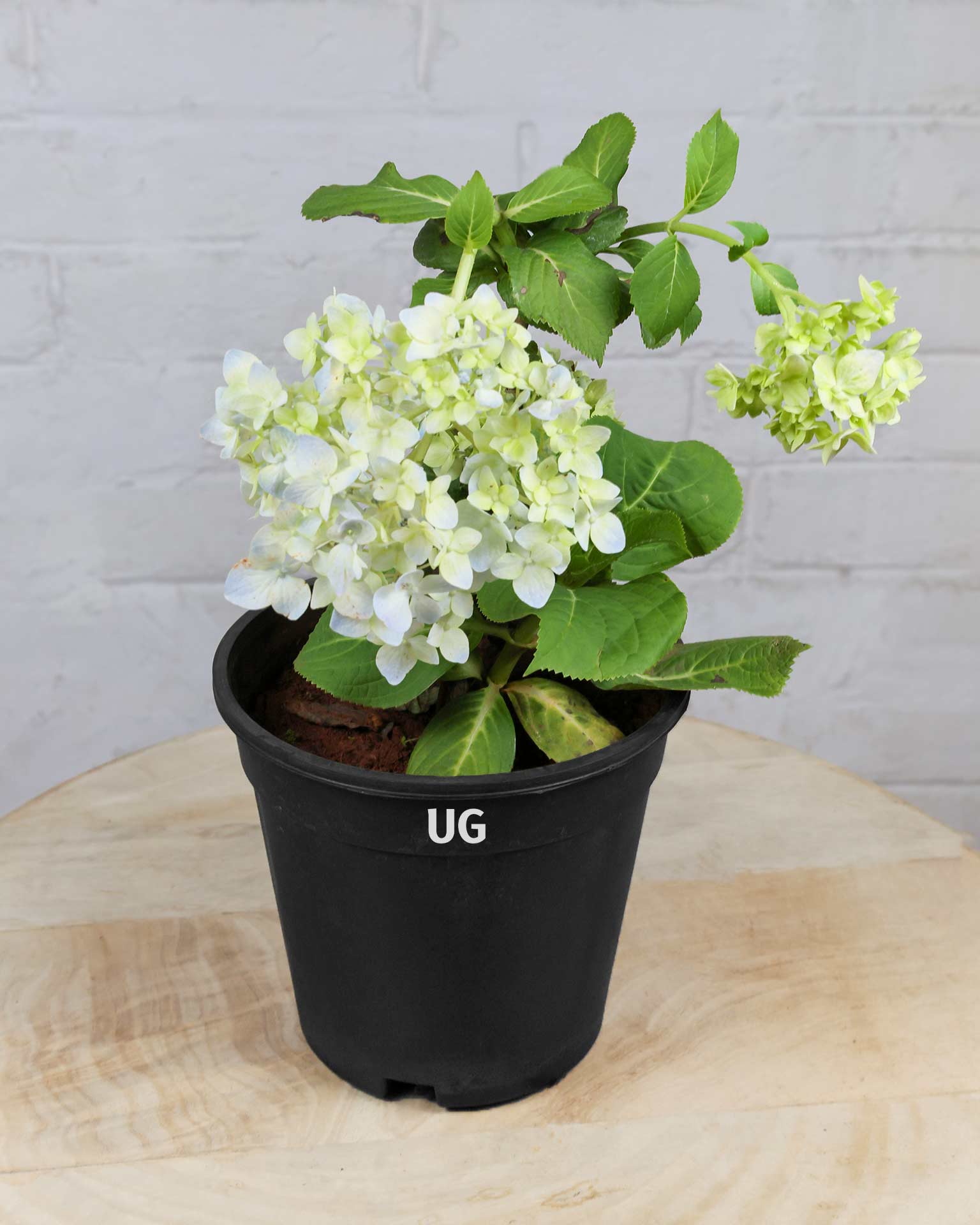 Hydrangea Plant
