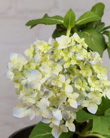 Hydrangea Plant