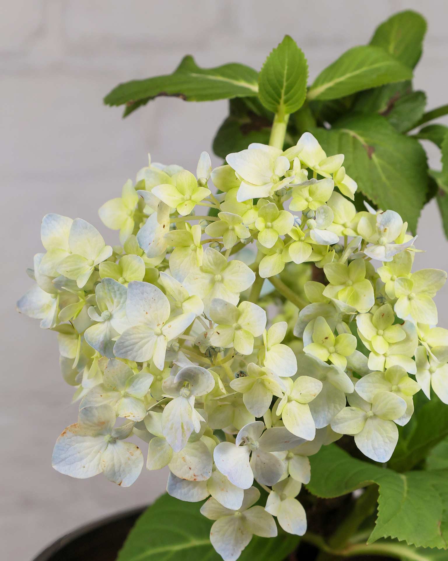 Hydrangea Plant