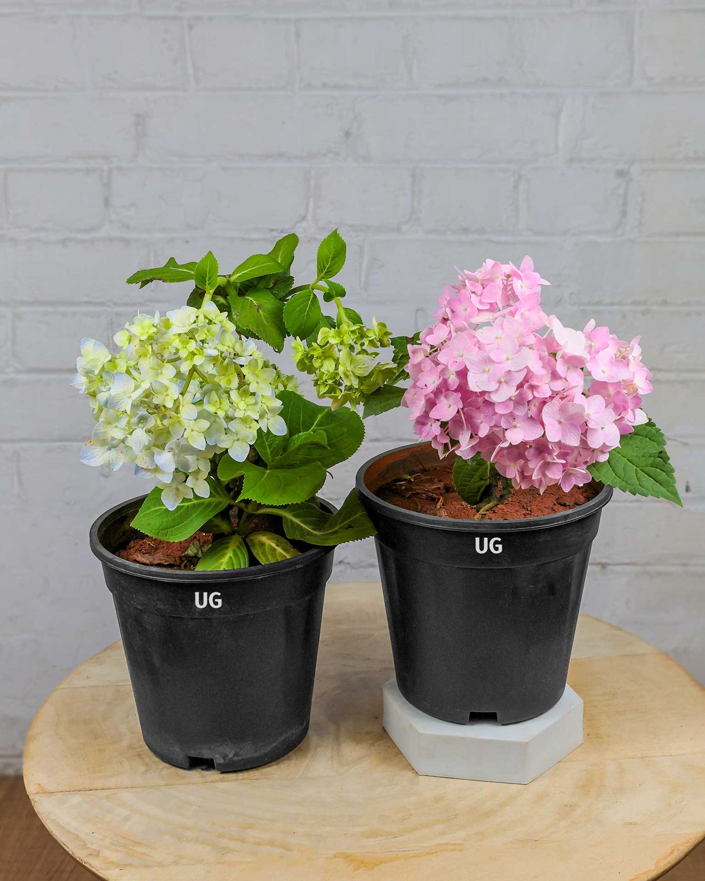 Hydrangea Plant