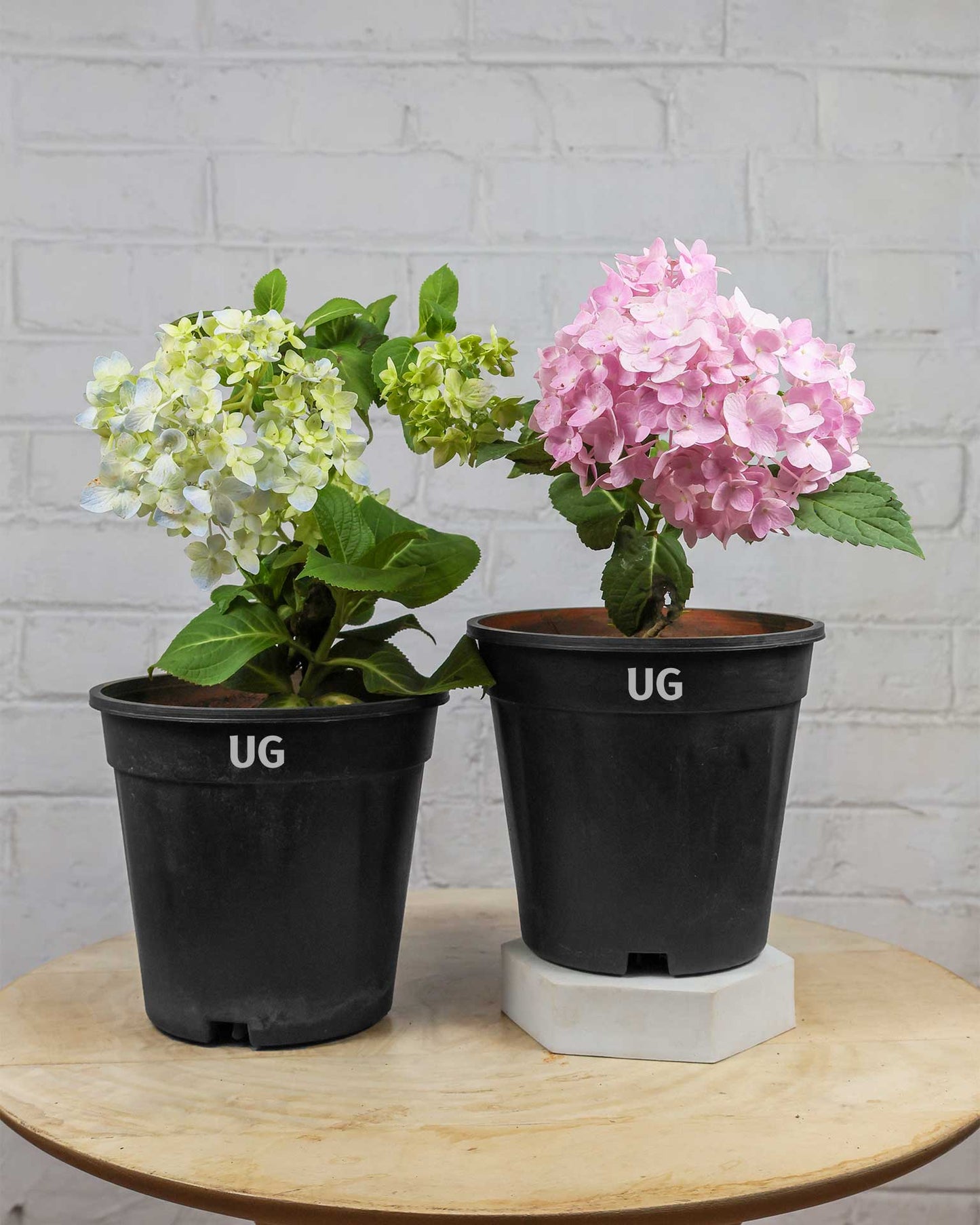 Hydrangea Plant