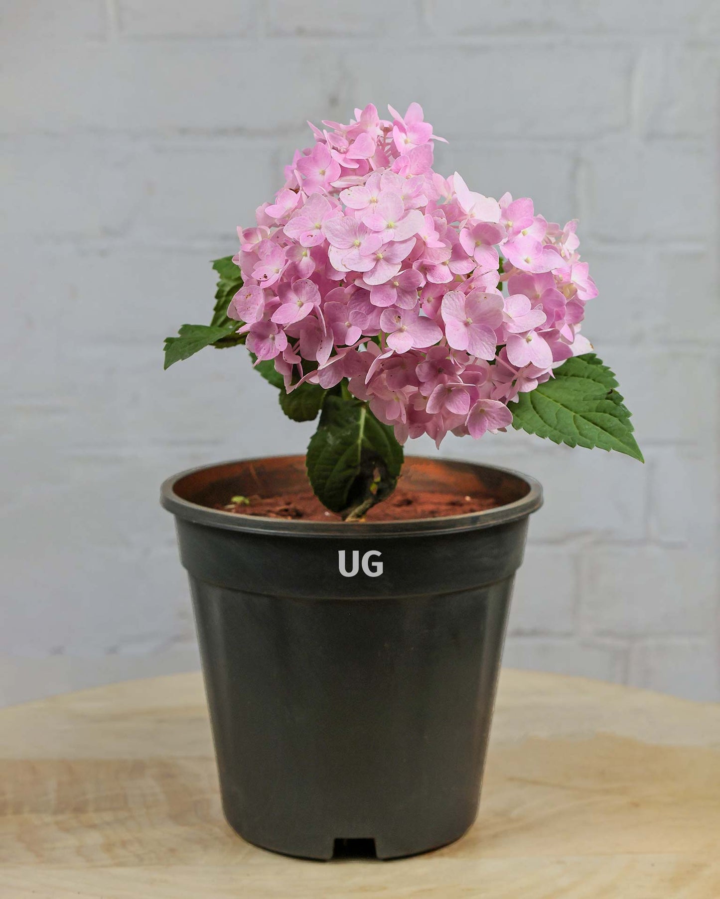 Hydrangea Plant