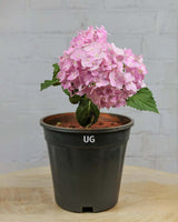 Hydrangea Plant