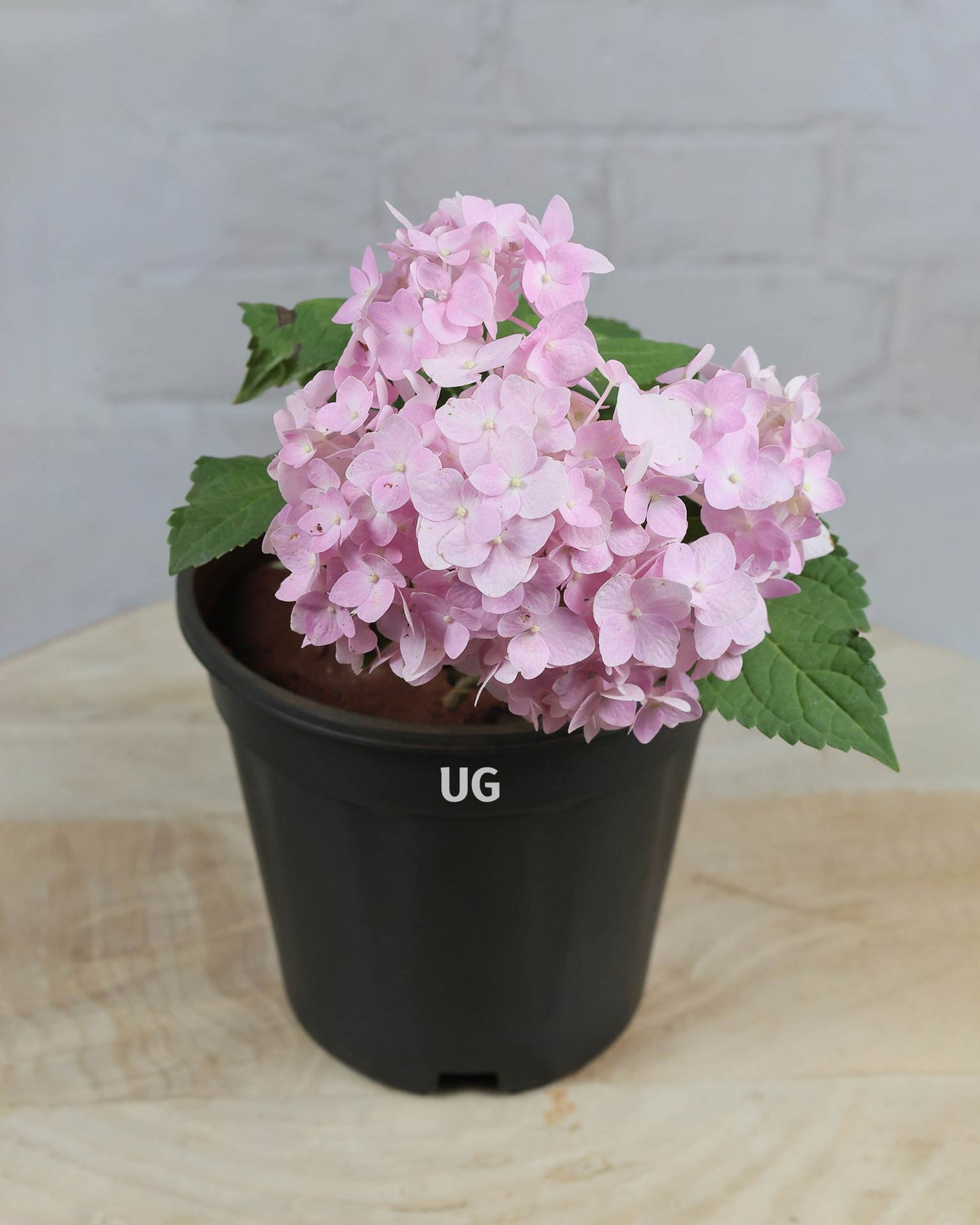 Hydrangea Plant