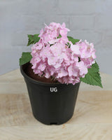 Hydrangea Plant