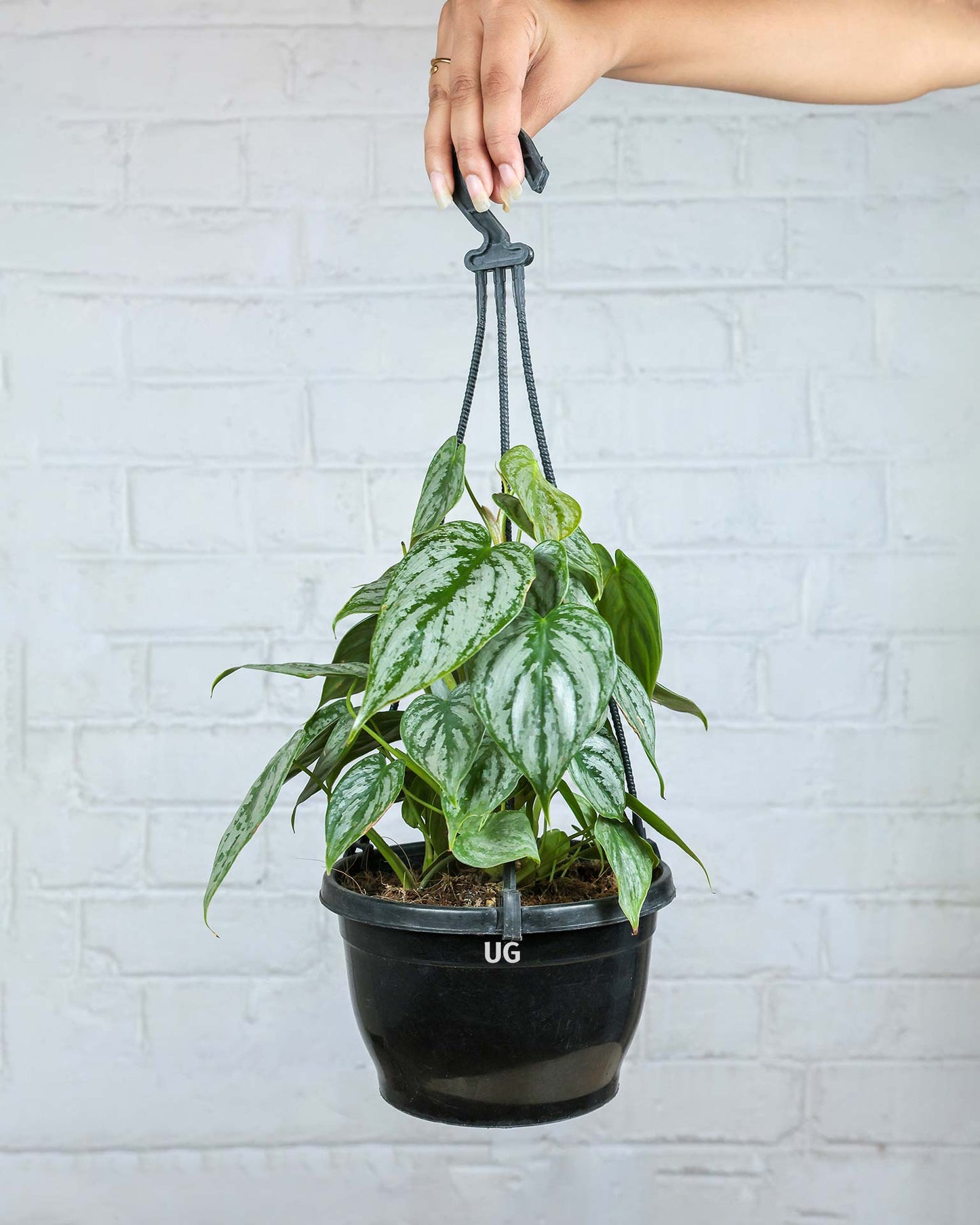 Philodendron brandtianum in Hanging Basket