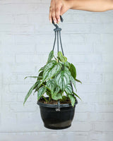 Philodendron brandtianum in Hanging Basket