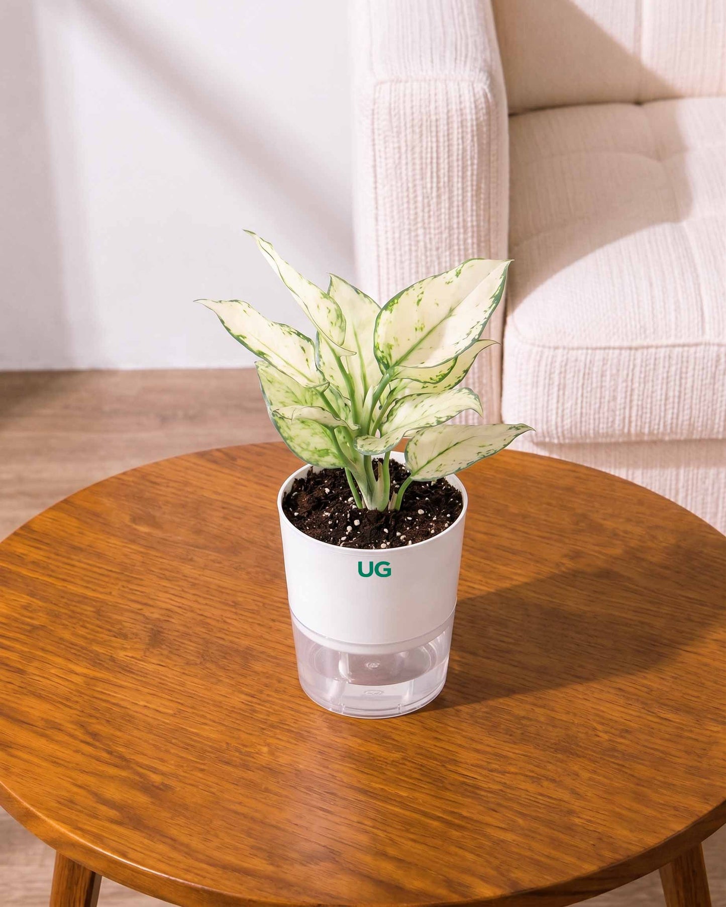 Aglaonema Snow White In Self Watering Pot