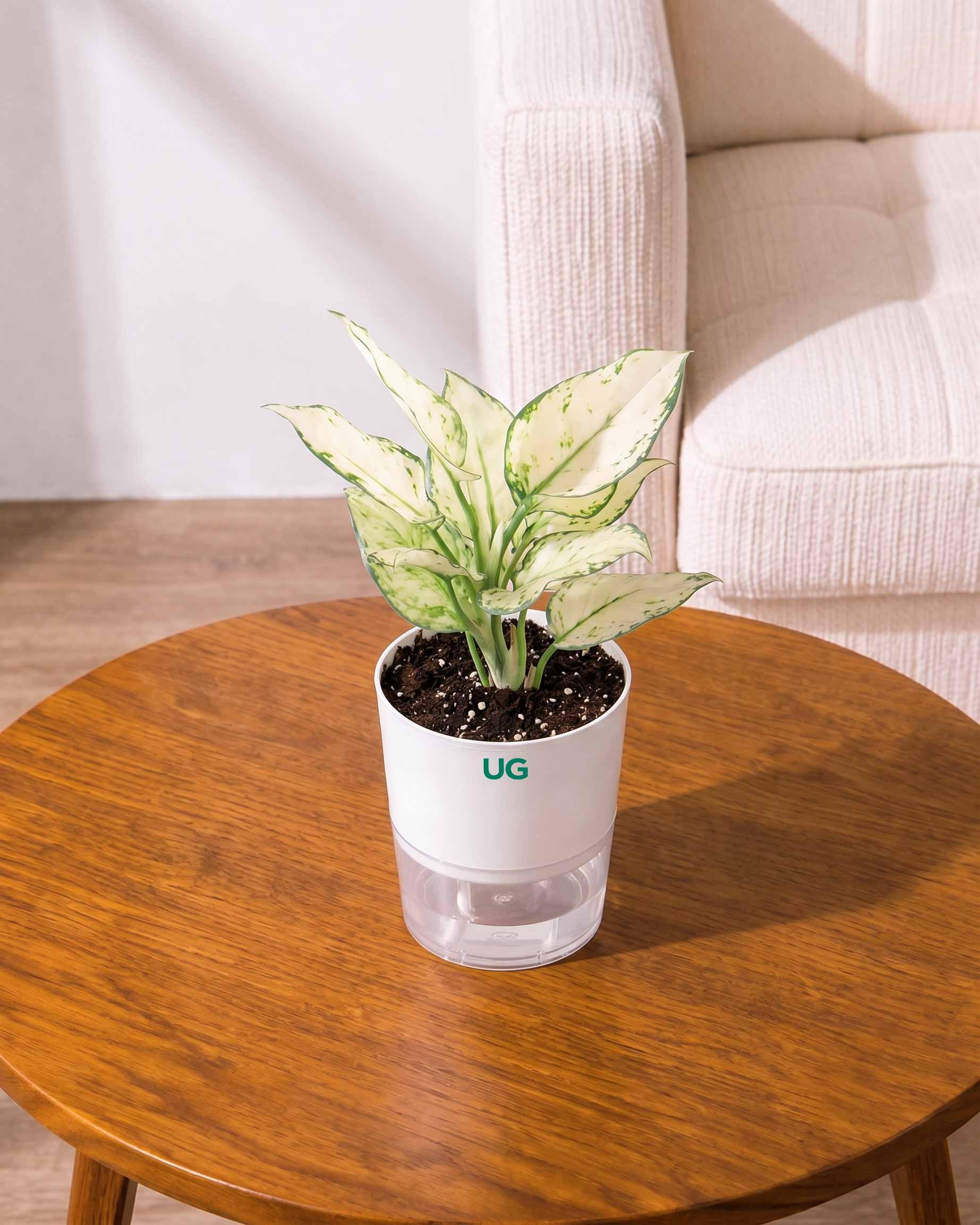 Aglaonema Snow White In Self Watering Pot