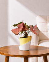 Syngonium Pink Plant