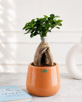 Ficus Bonsai in Ceramic Pot (Medium)