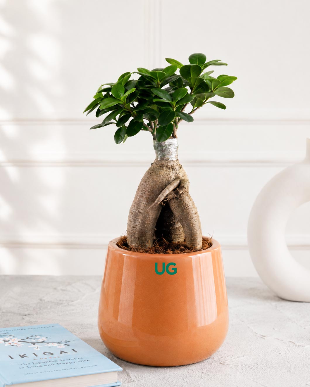 Ficus Bonsai in Ceramic Pot (Medium)