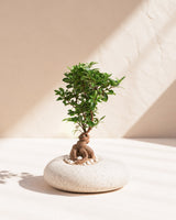 Ficus Microcarpa Bonsai