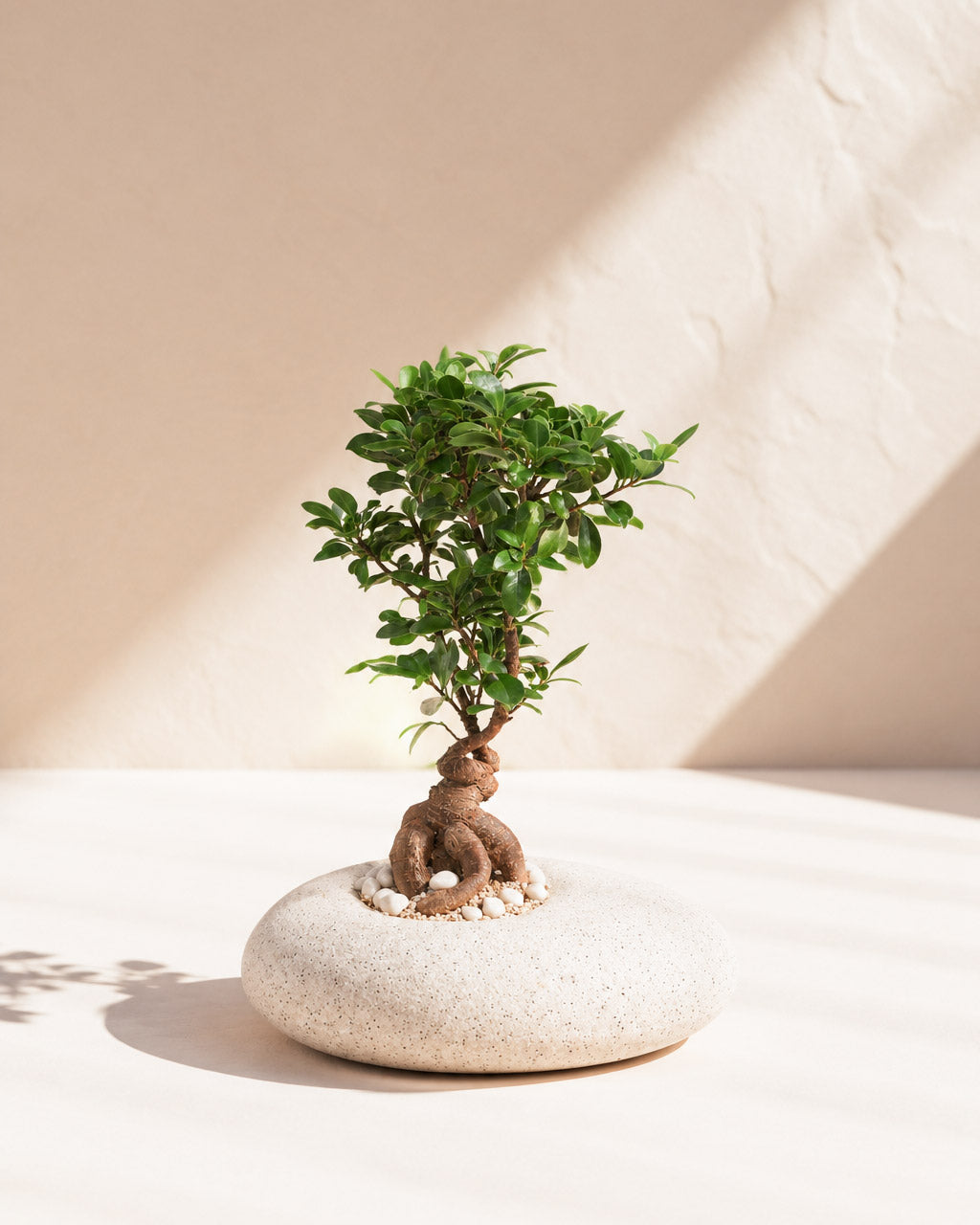 Ficus Microcarpa Bonsai