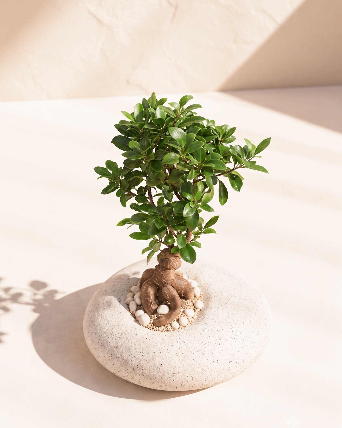 Ficus Microcarpa Bonsai