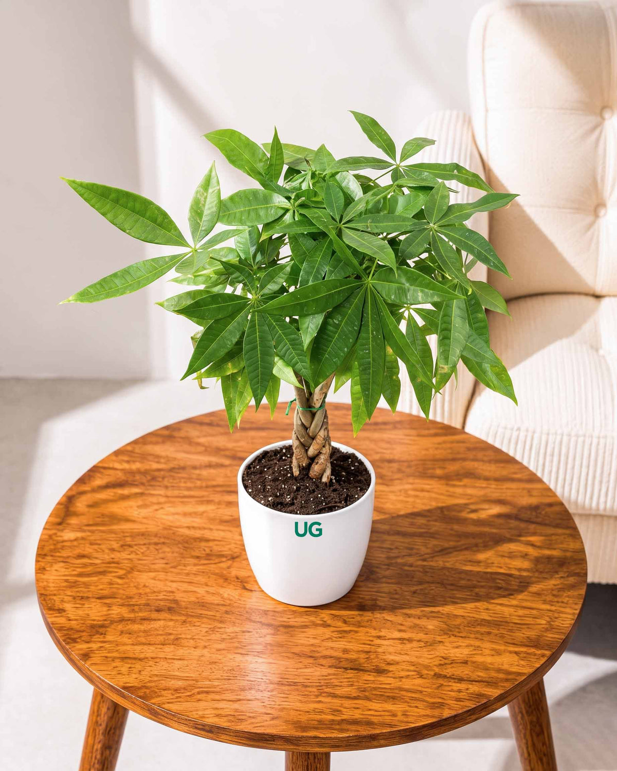 Braided Pachira Money Tree