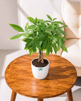 Braided Pachira Money Tree