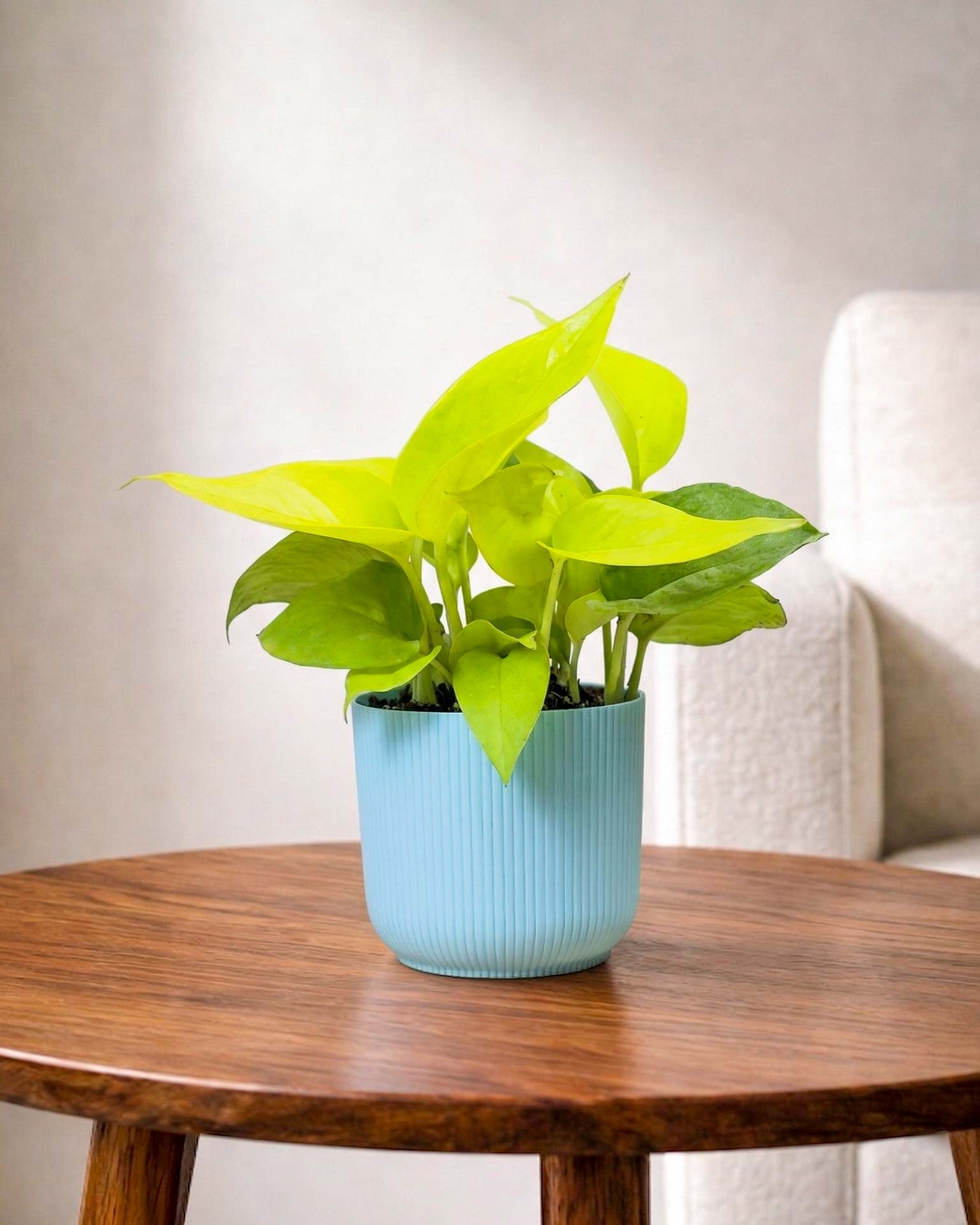 Golden Money Plant