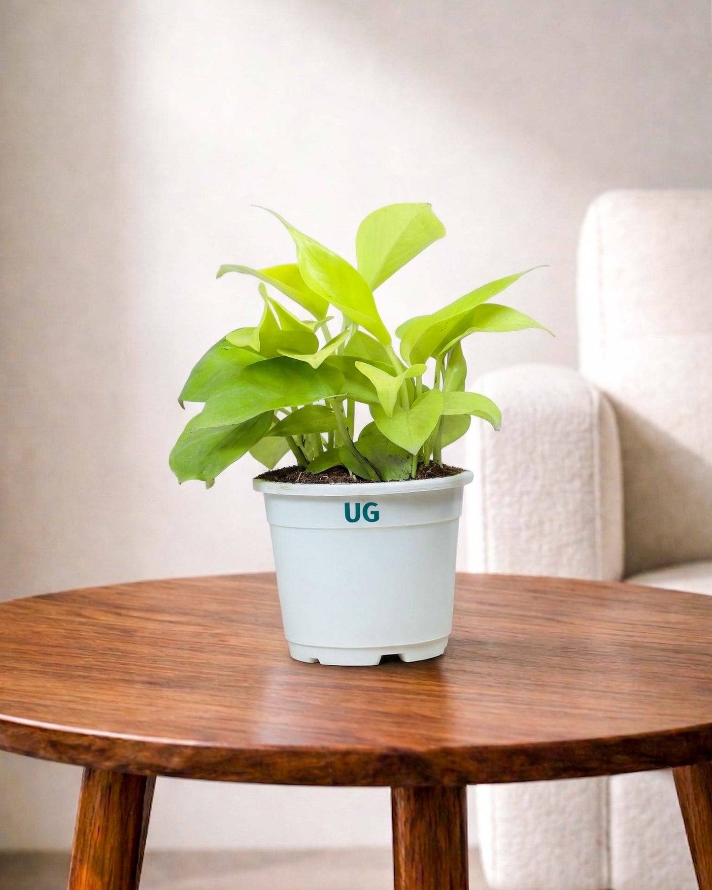 Golden Money Plant